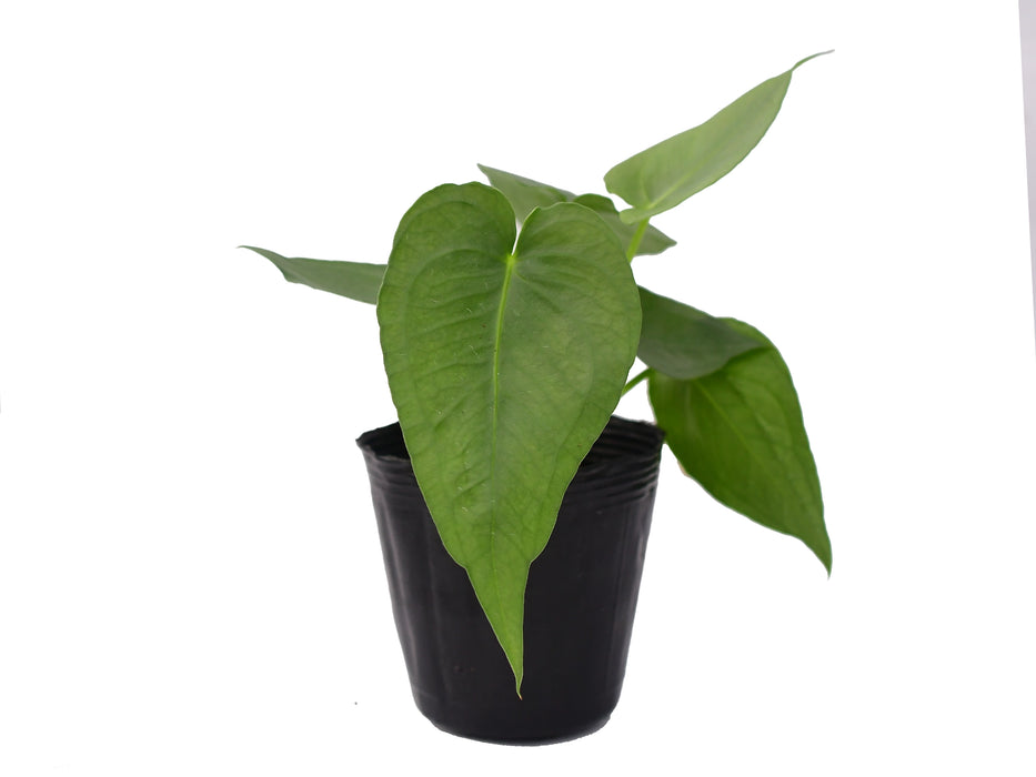 Anthurium xanthophylloides (seedling)