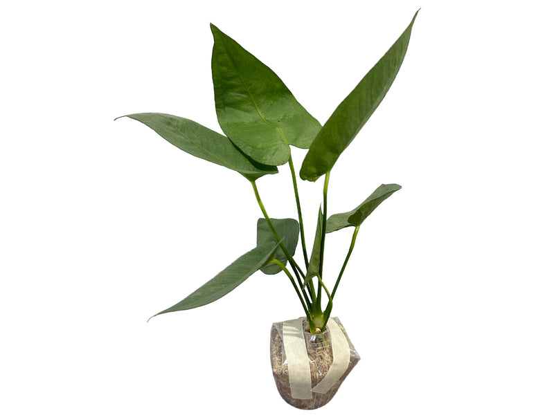Anthurium xanthophylloides