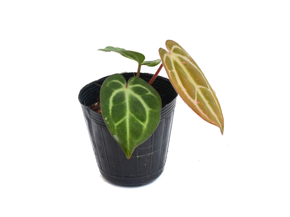 Anthurium carlablackiae (seedling)