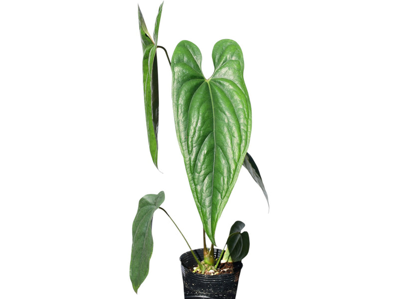 Anthurium nigrolaminum