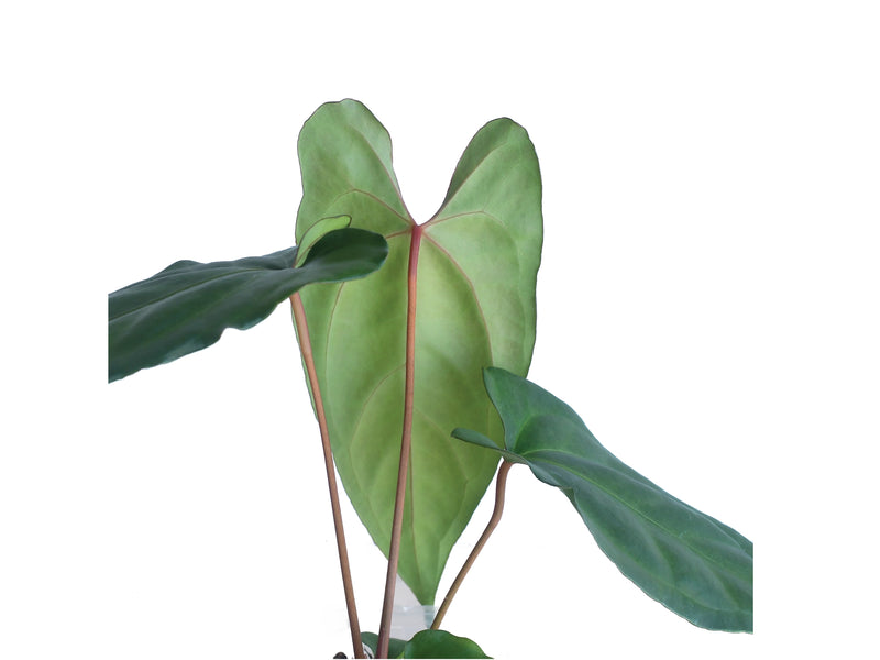 Anthurium nigrolaminum gigante x Anthurium besseae aff
