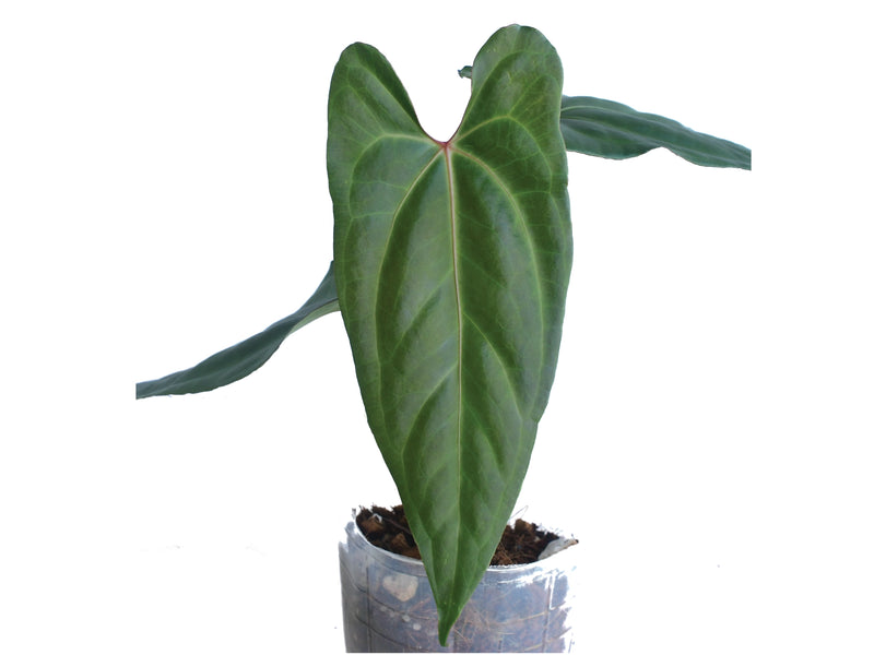 anthurium gigante Anthurium nigrolaminum gigante x Anthurium besseae aff