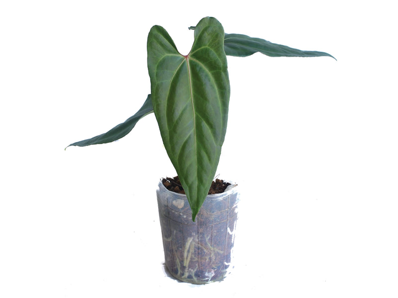 Anthurium nigrolaminum gigante x Anthurium besseae aff
