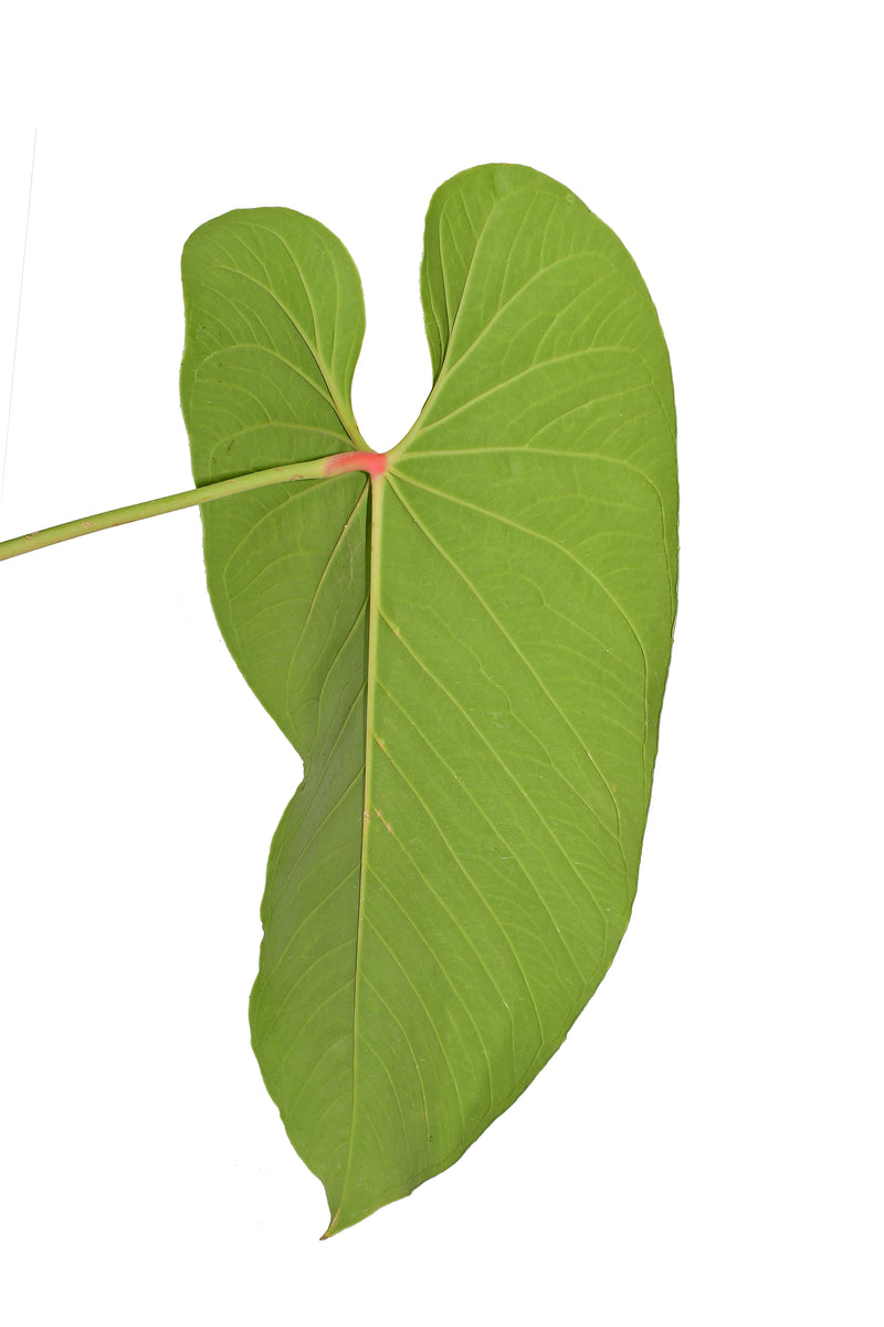 Anthurium sanguineum