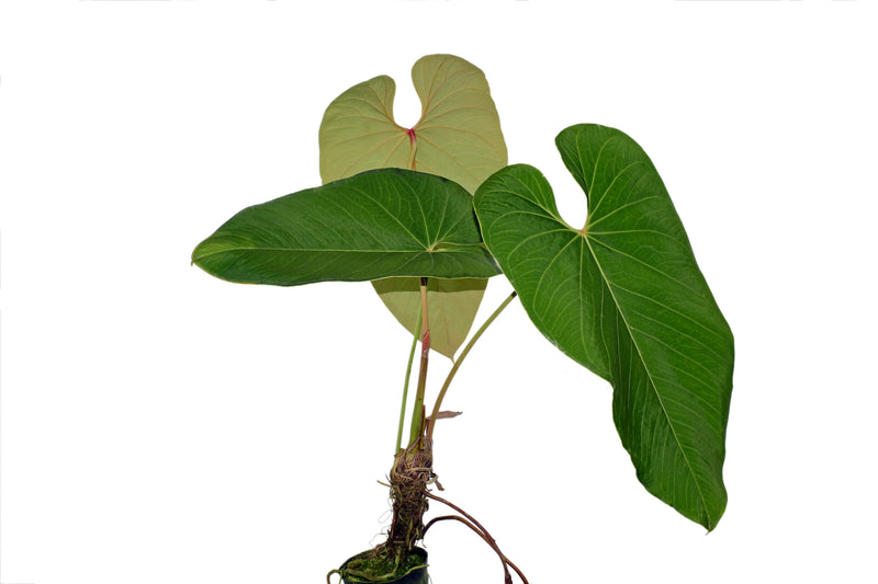anthurium elephant ear Anthurium sanguineum