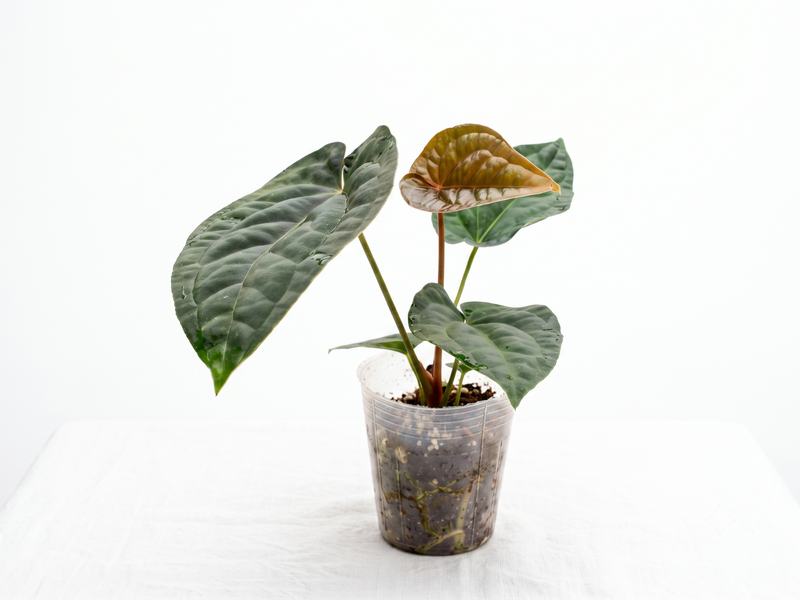 Anthurium dressleri x Anthurium Black Diamond