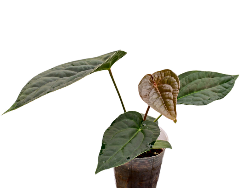 Anthurium dressleri x Anthurium Black Diamond