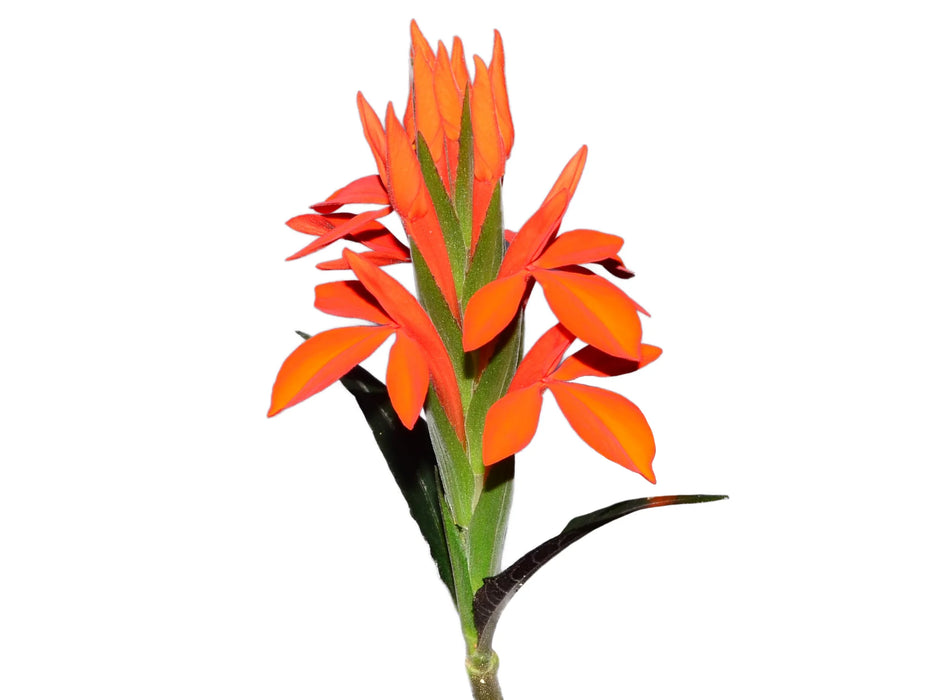 Aphelandra aurantiaca var. nitens