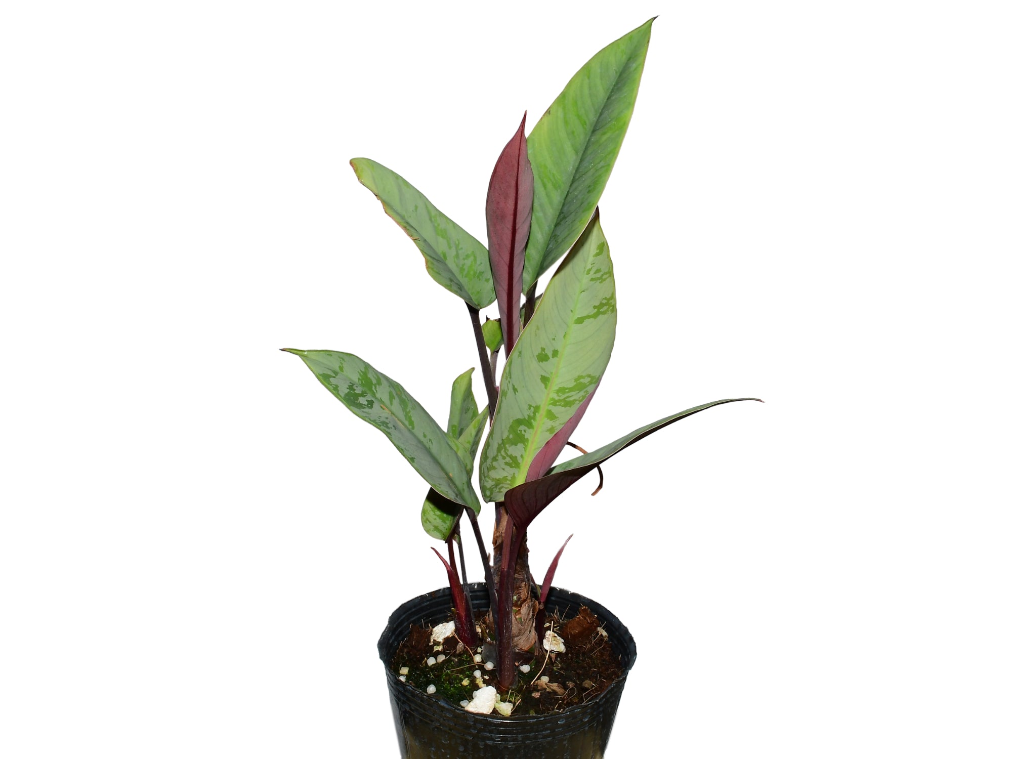Apoballis acuminatissima