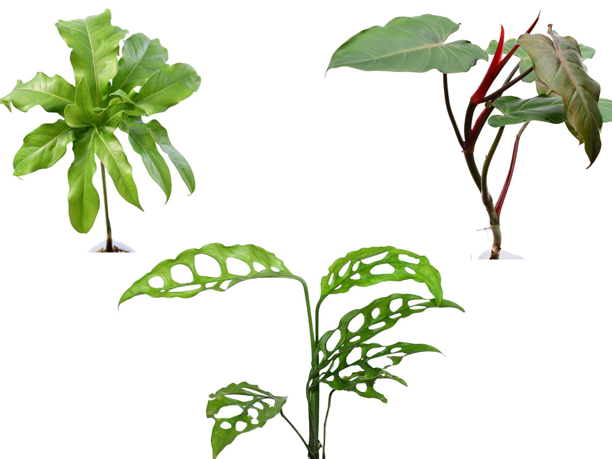 Aroid Bundle – Collection of 3 Rare Tropical Aroids — Ecuagenera Orquídeas  del Ecuador