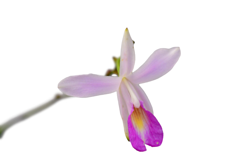 Arundina graminifolia pinki