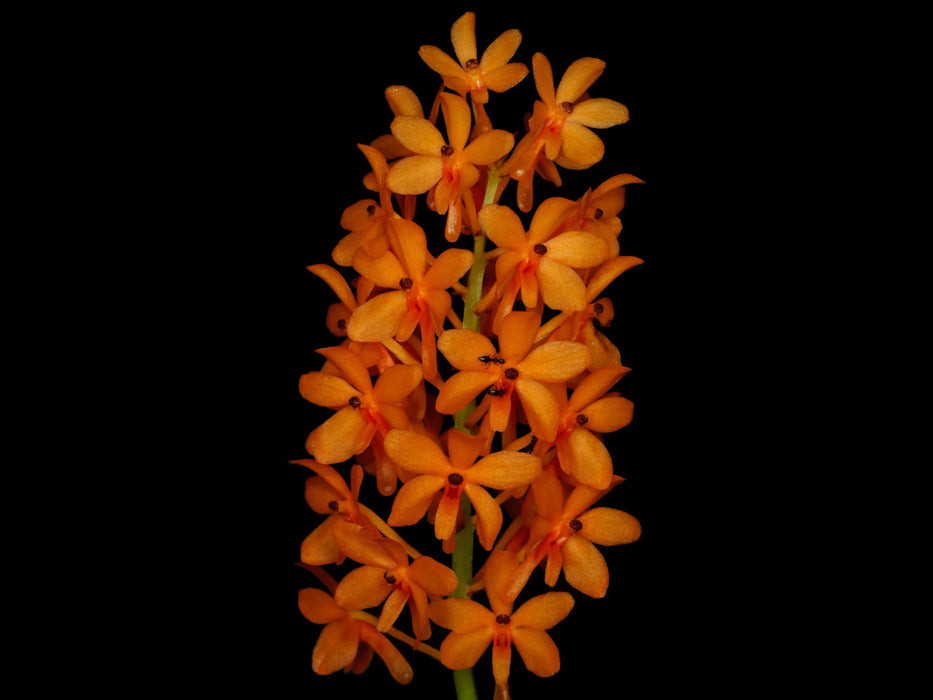 Ascocentrum miniatum