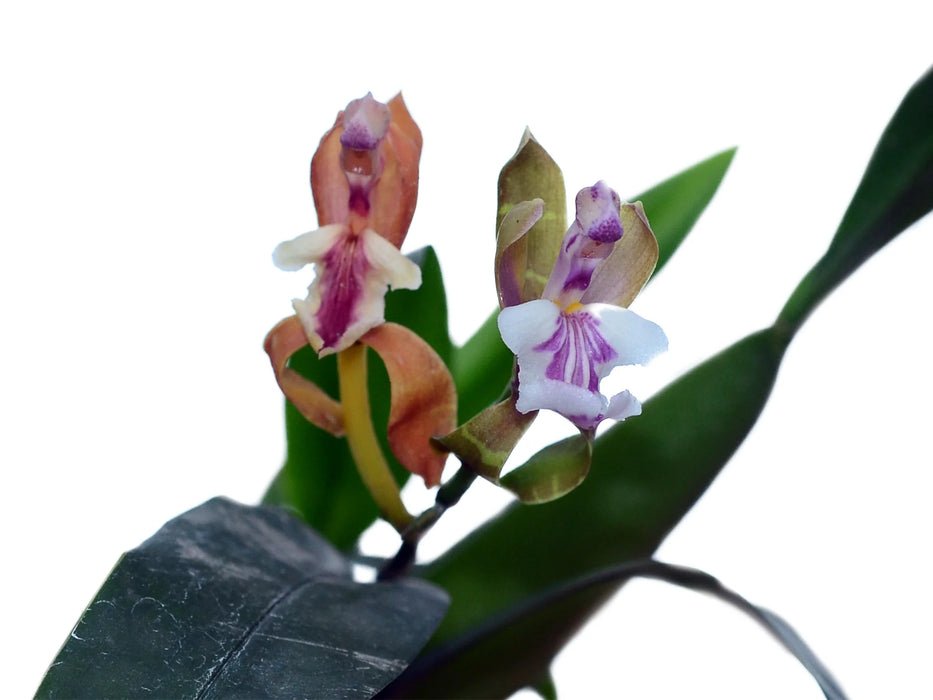 Aspasia epidendroides