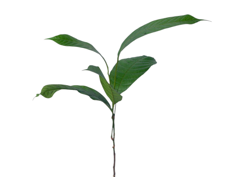 Aspidosperma darienense