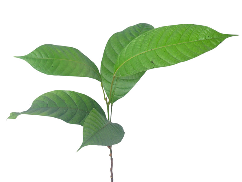 Aspidosperma darienense