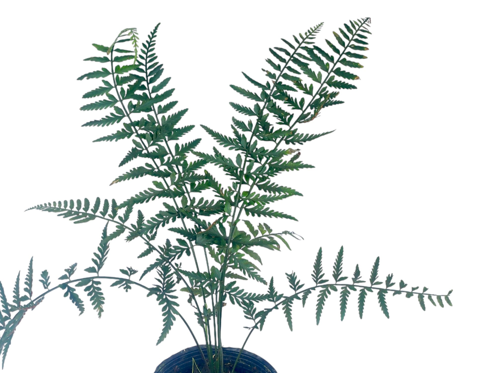 Asplenium abyssinicum