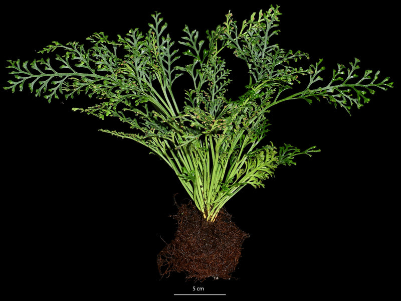 birds nest fern bunnings Asplenium theciferum — Ecuagenera Orquídeas del Ecuador