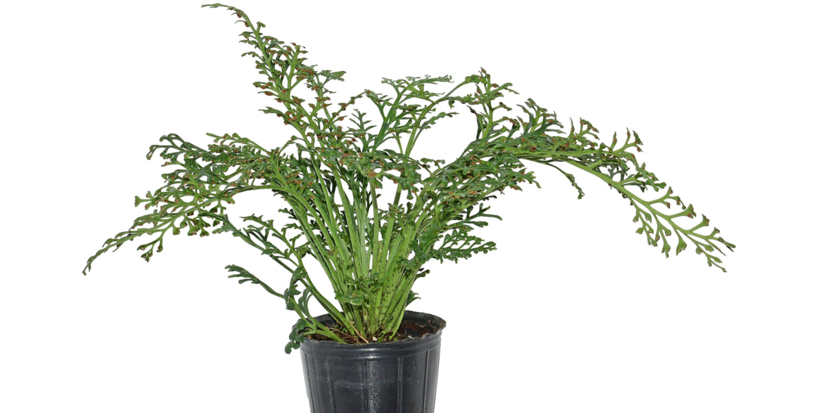 Asplenium theciferum — Ecuagenera Orquídeas del Ecuador