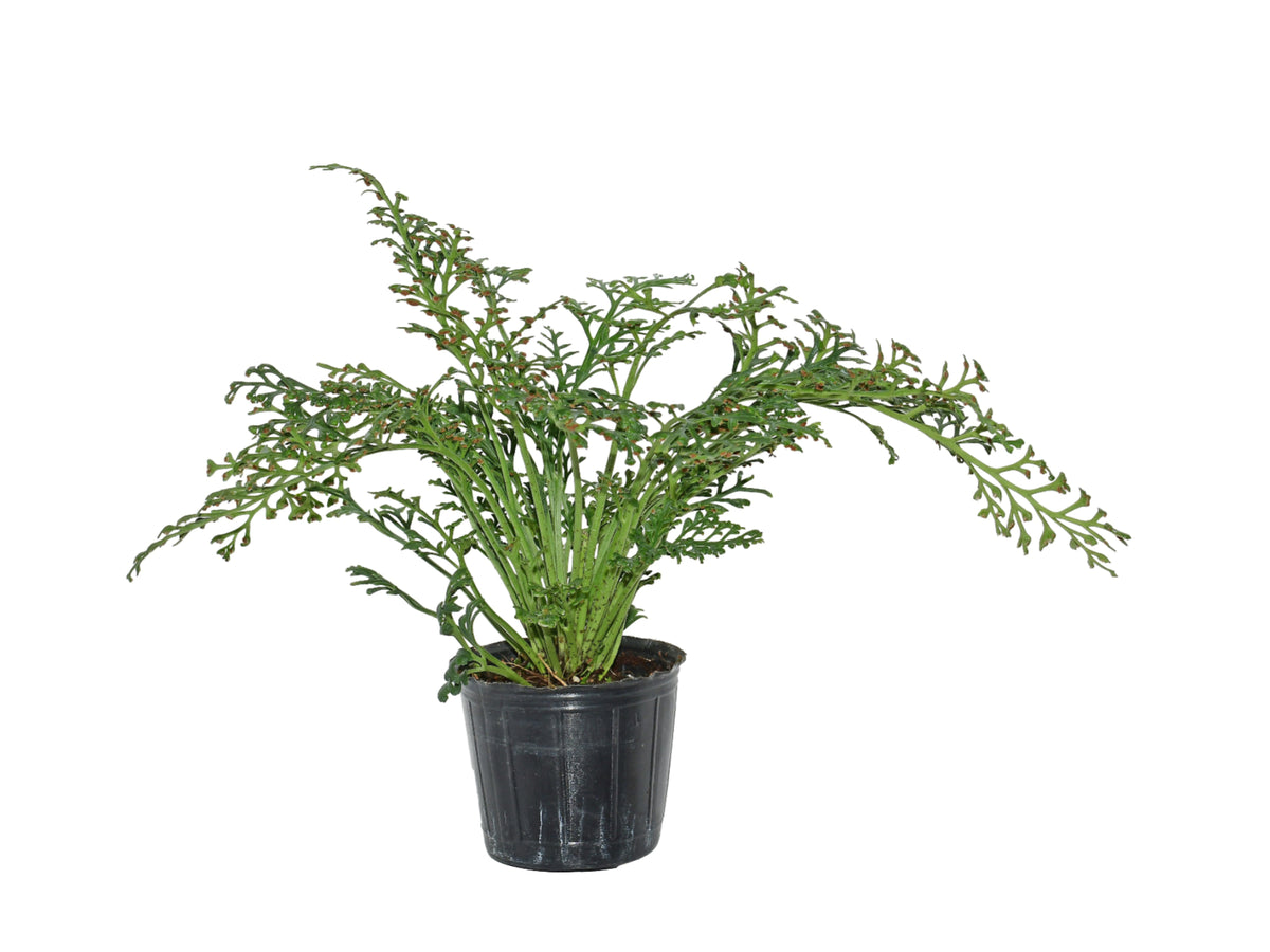 Asplenium theciferum — Ecuagenera Orquídeas del Ecuador