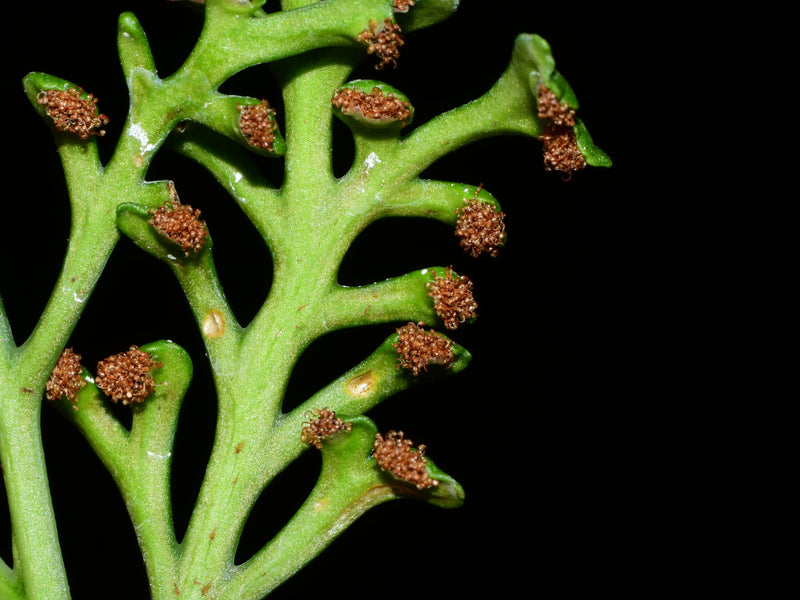 Asplenium theciferum