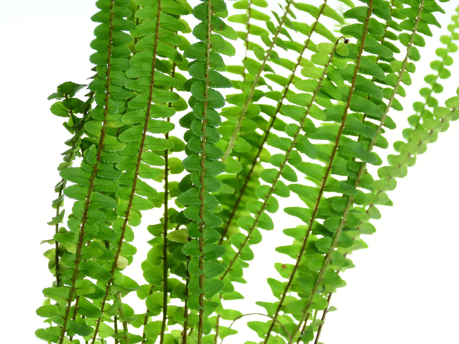 Asplenium trichomanes