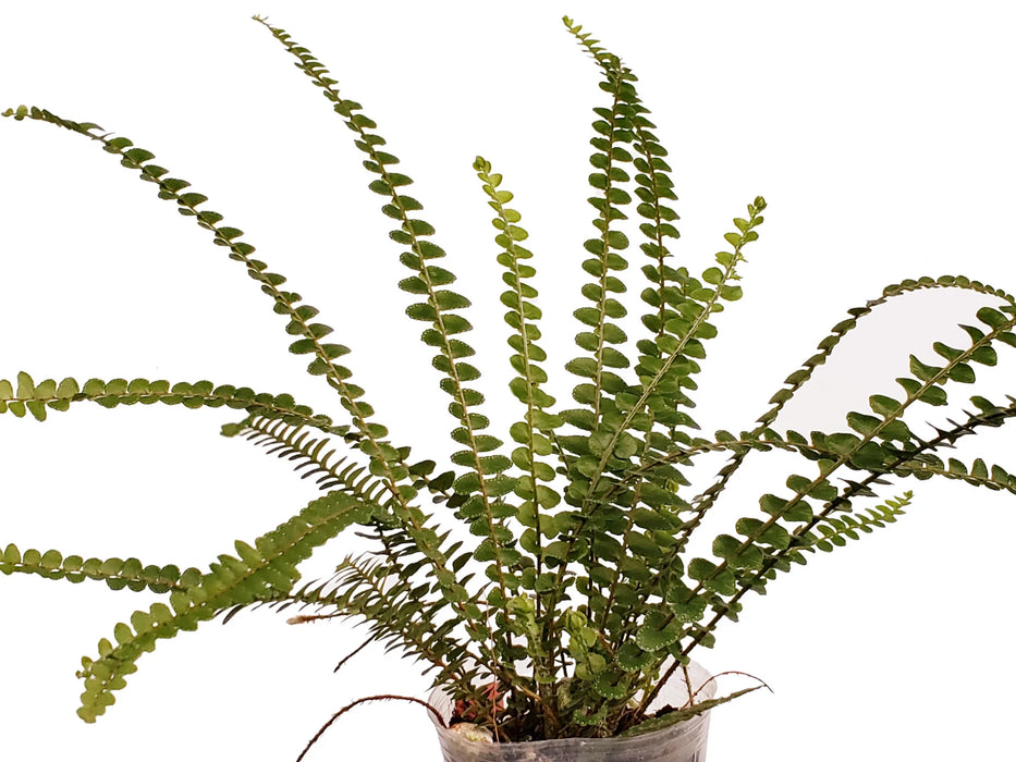 Asplenium trichomanes