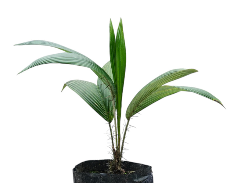 Astrocaryum standleyanum