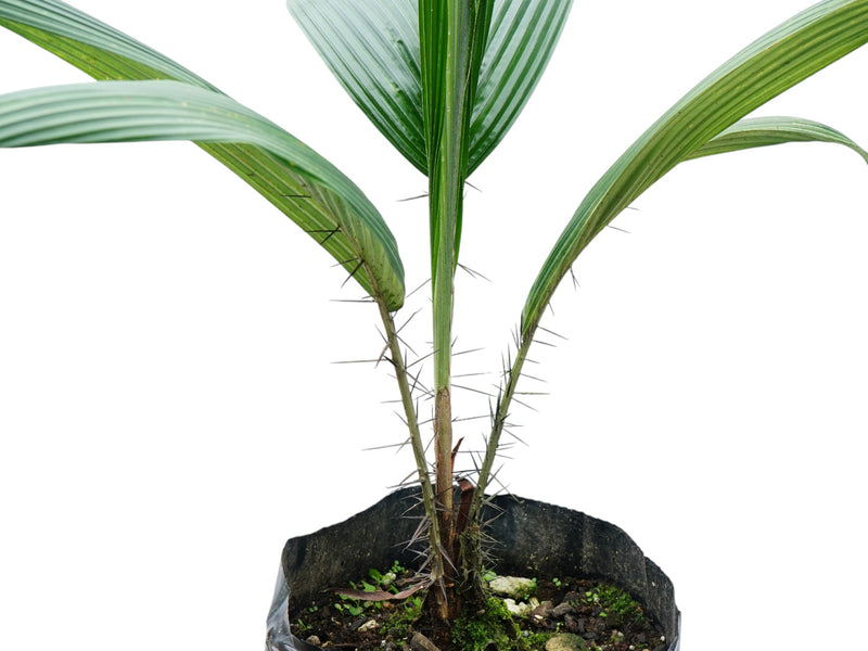 Astrocaryum standleyanum