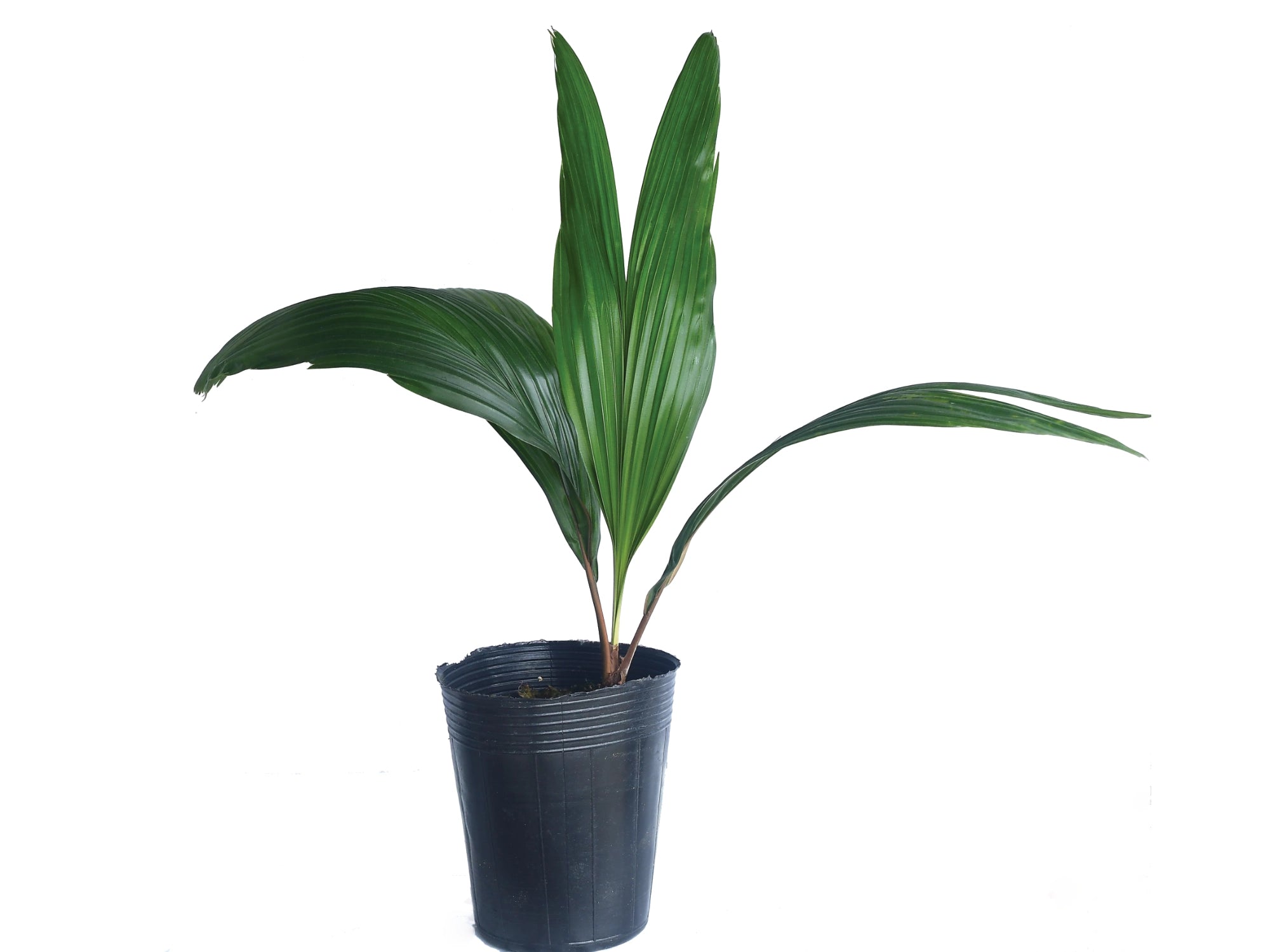 Attalea colenda