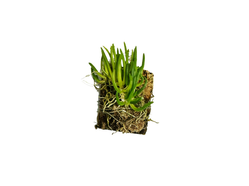 Barbosella cucullata f. xanthina