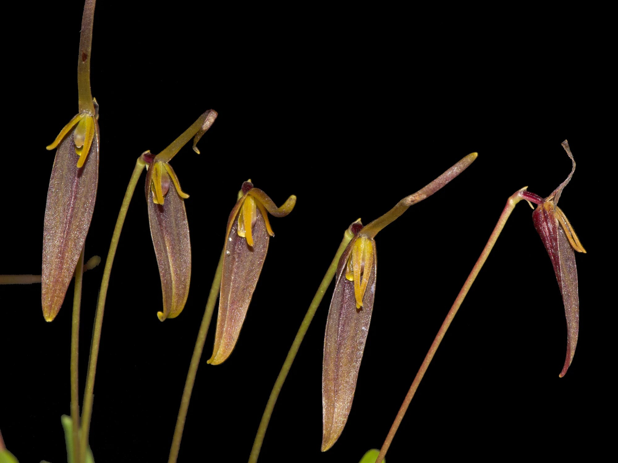 Barbosella portillae
