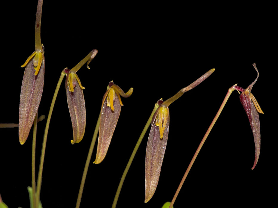 Barbosella portillae