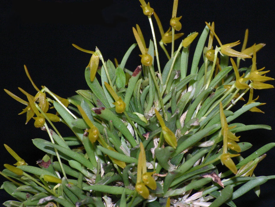 Barbosella prorepens