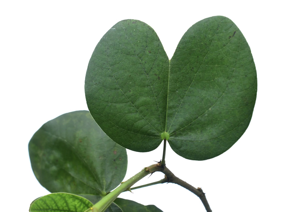 Bauhinia acuminata