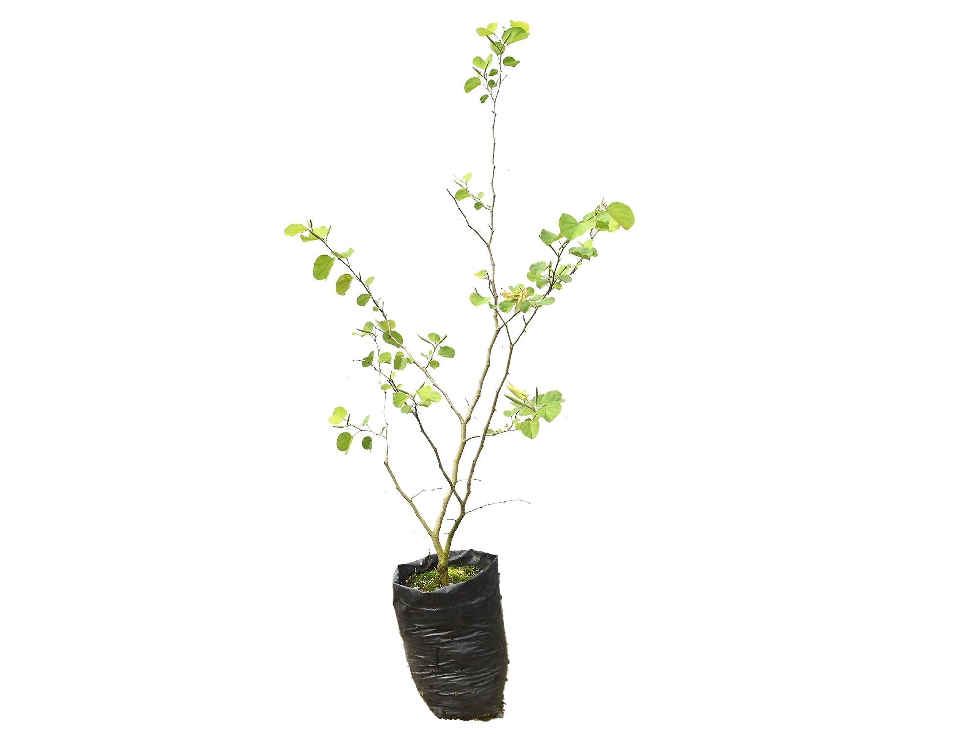 Bauhinia forficata
