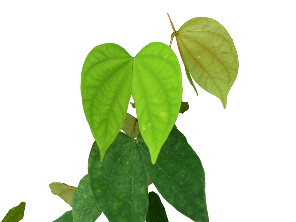 Bauhinia guianensis