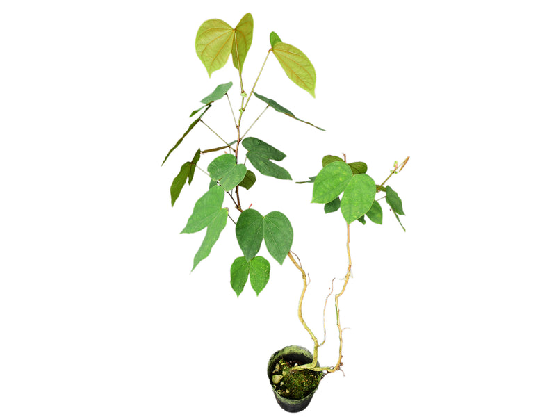 Bauhinia guianensis