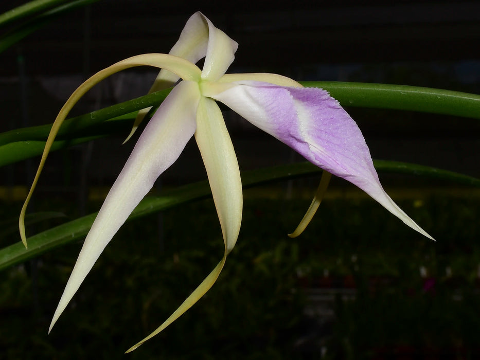 Brassocattleya Ivan Portilla f. purple