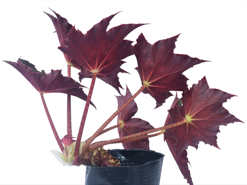 Begonia Beatrice Haddrell