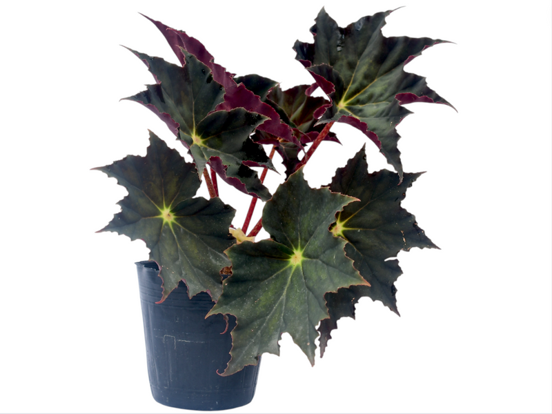 Begonia Beatrice Haddrell