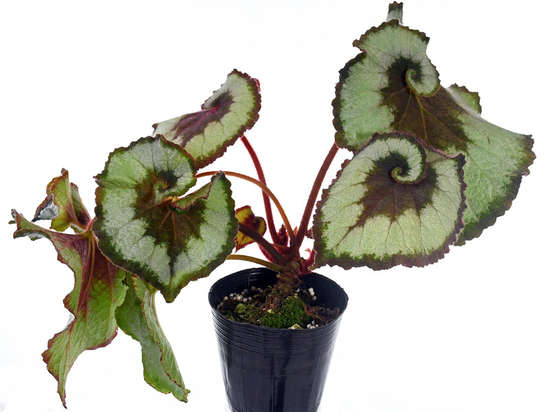 Begonia Escargot