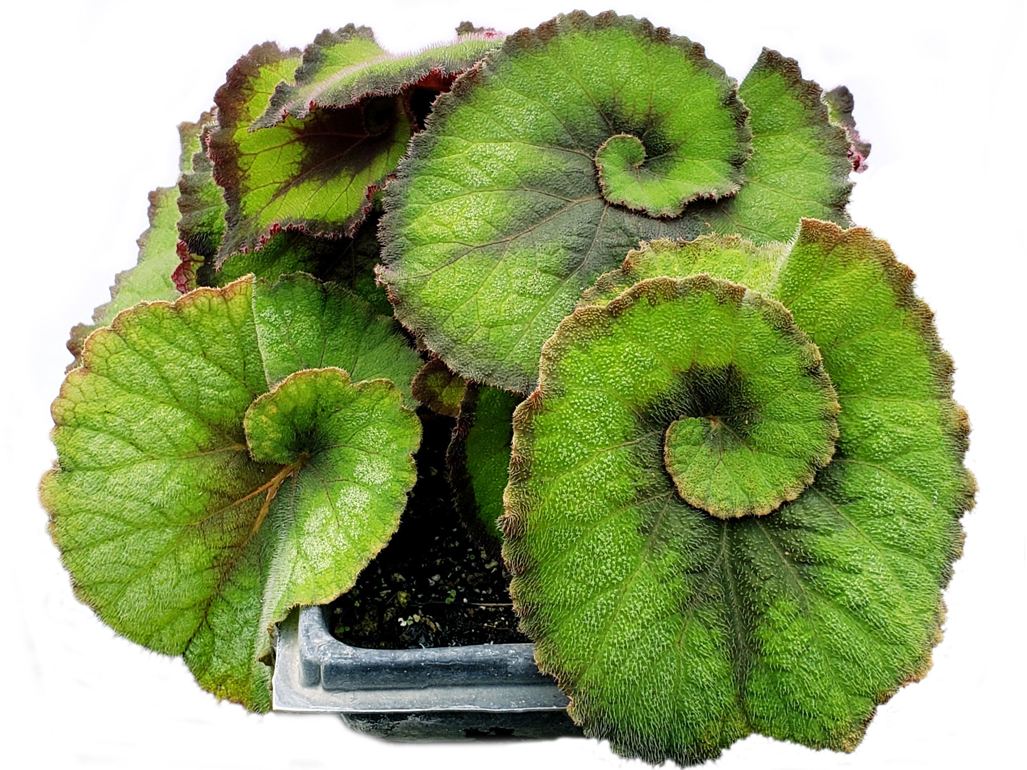 Begonia Escargot 'green' — Ecuagenera Orquídeas del Ecuador