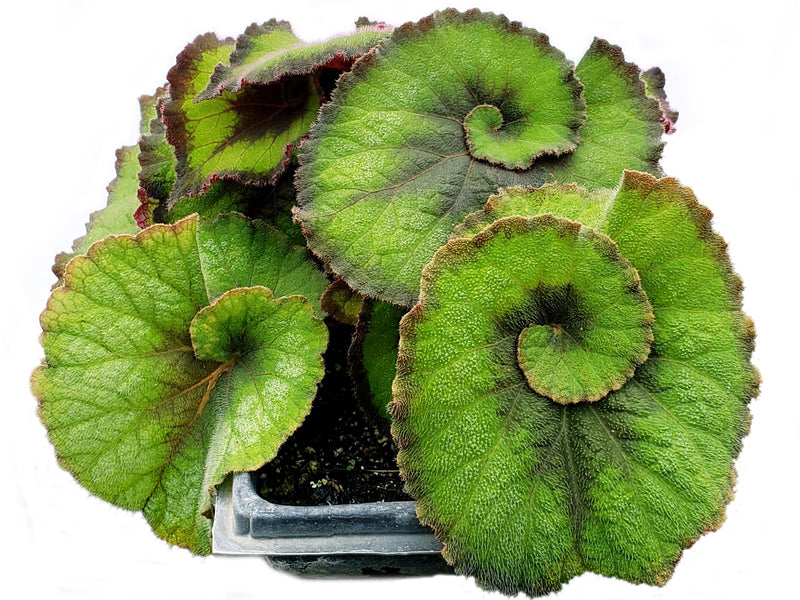 Begonia Escargot 'green'
