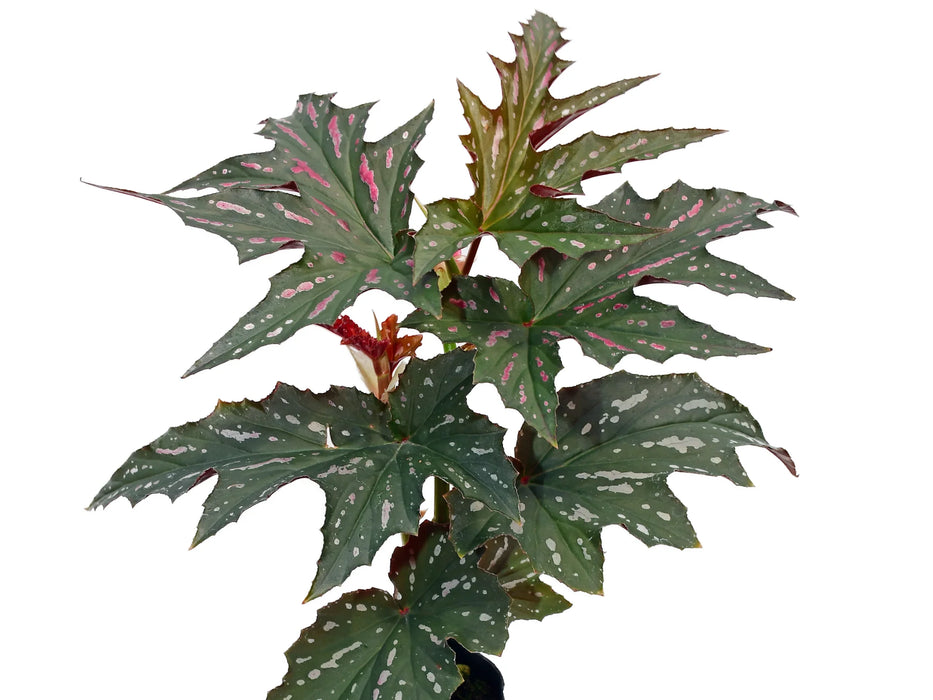 Begonia Pink Spot Lucerne