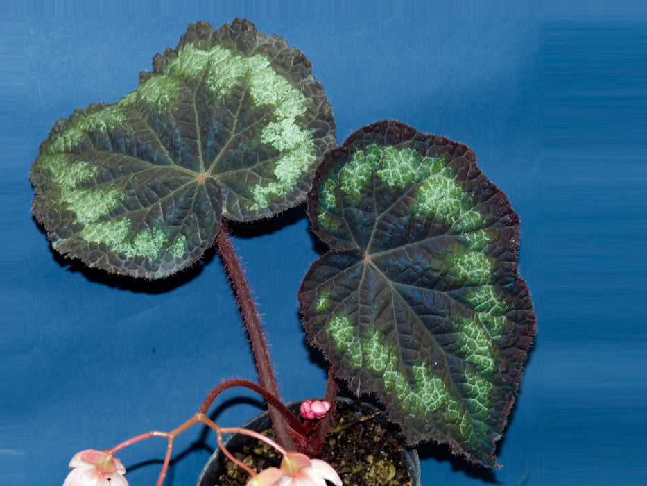 Begonia rex salamander