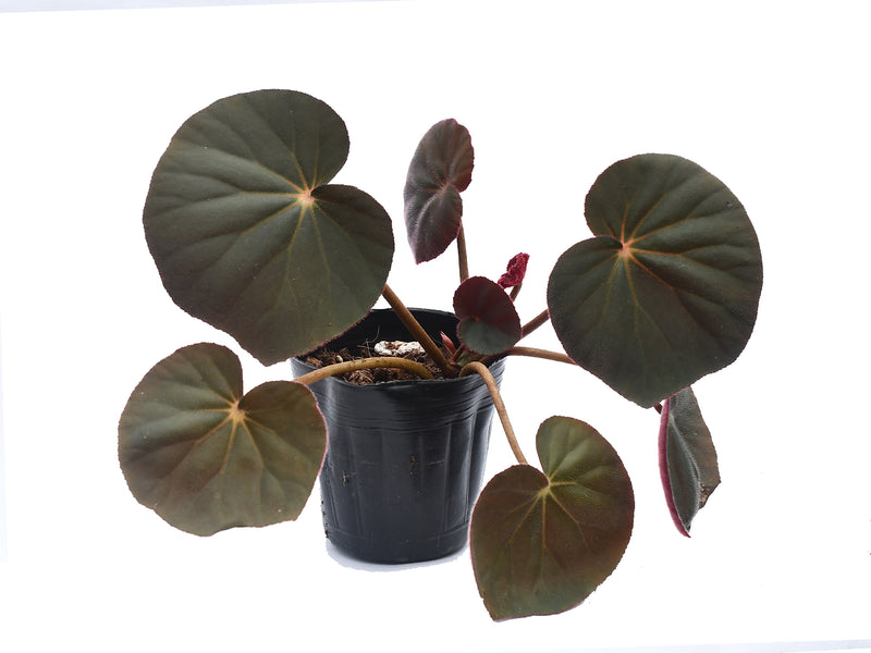 Begonia acetosa