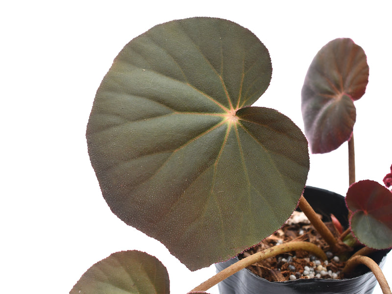 Begonia acetosa