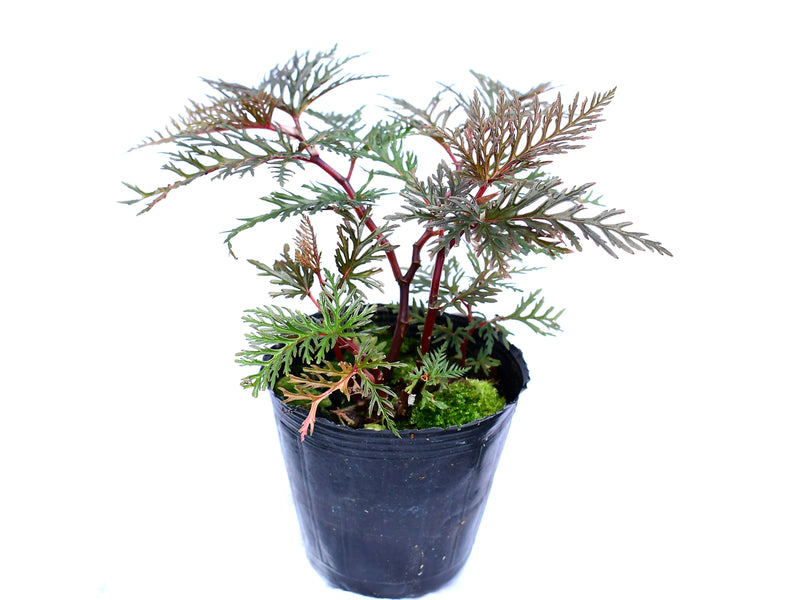 Begonia bipinnatifida