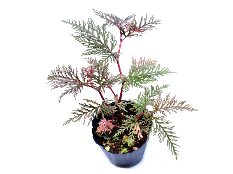 Begonia bipinnatifida