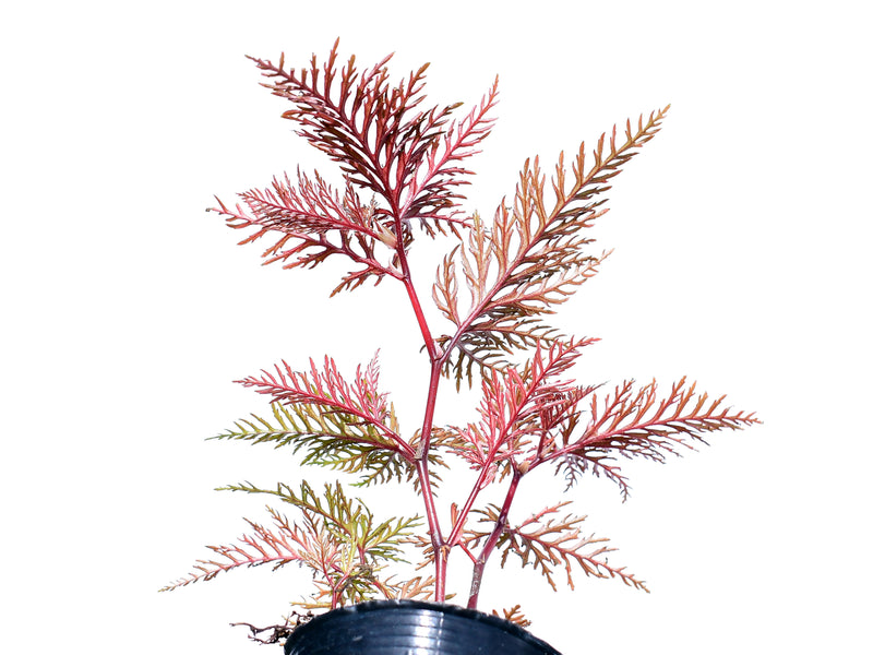 Begonia bipinnatifida